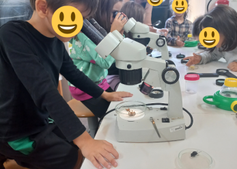 Observação de Insetos